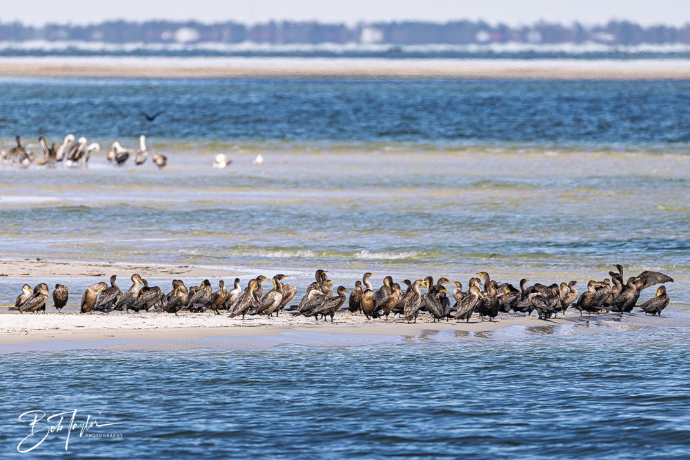 20251111-Cape San Blas All -38.jpg