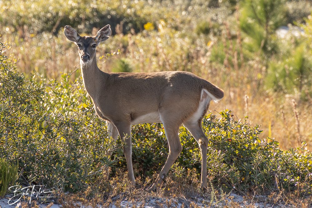 20251114-Cape San Blas All -214.jpg