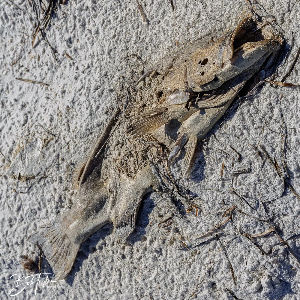 20251113-Cape San Blas All -132.jpg