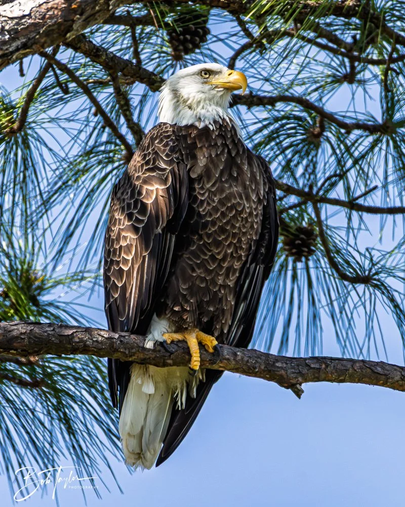 20251114-Cape San Blas All -198.jpg