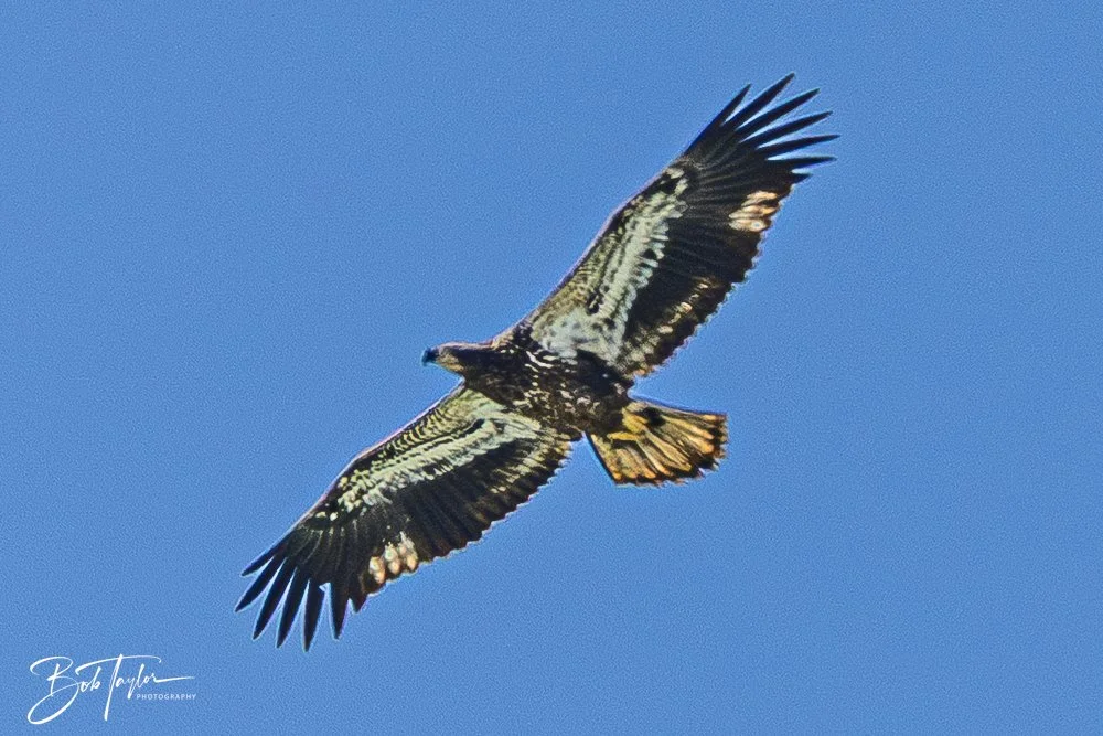 20251112-Cape San Blas All -85.jpg