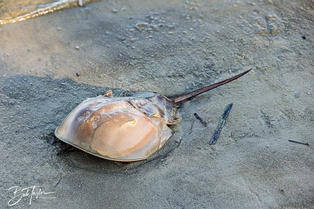 20251114-Cape San Blas All -221.jpg