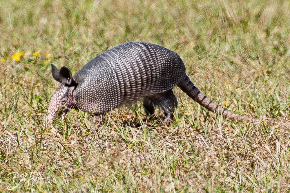 20251113-Cape San Blas All -118.jpg