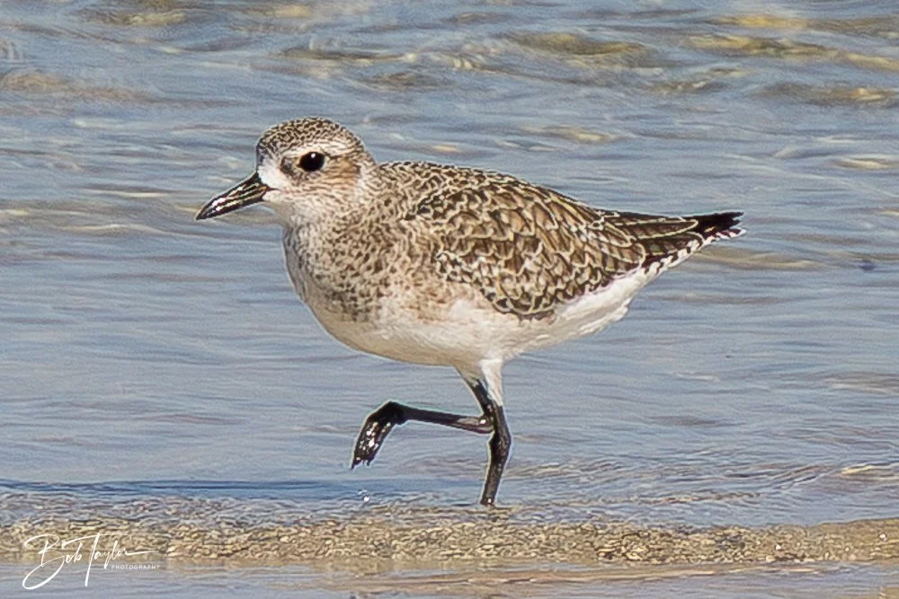 20251113-Cape San Blas All -136.jpg