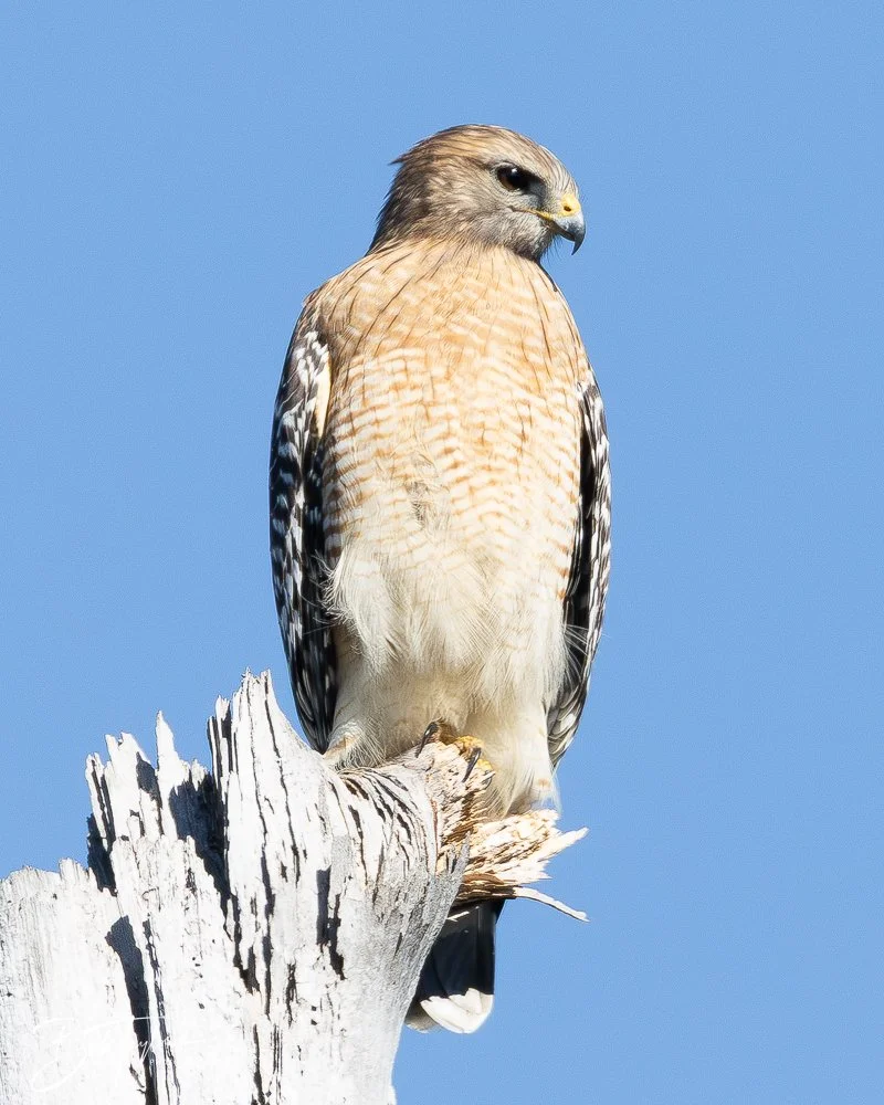 20251112-Cape San Blas All -101.jpg