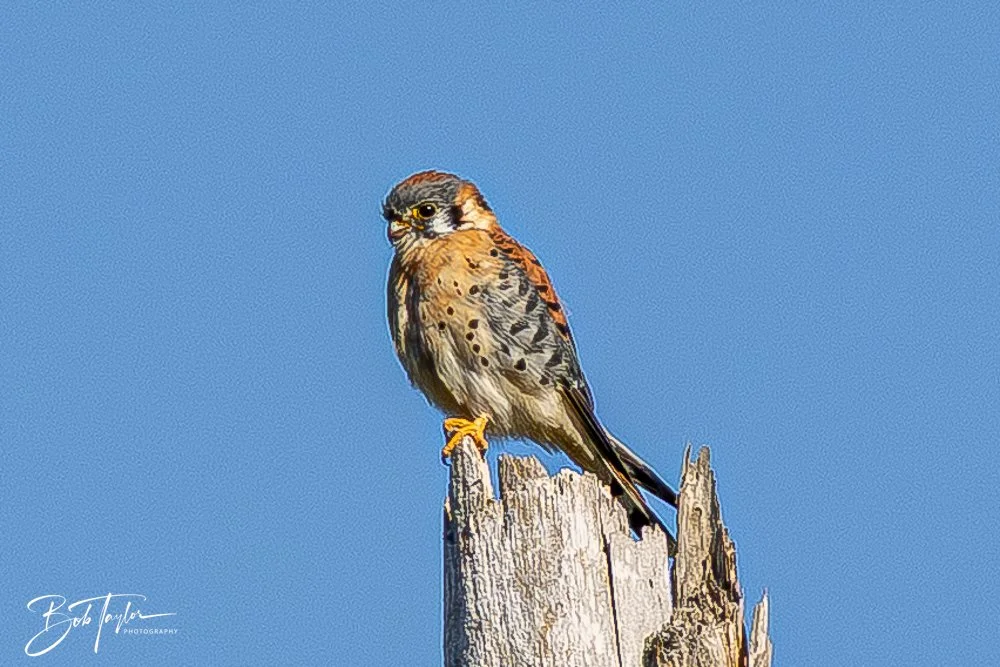 20251111-Cape San Blas All -61.jpg
