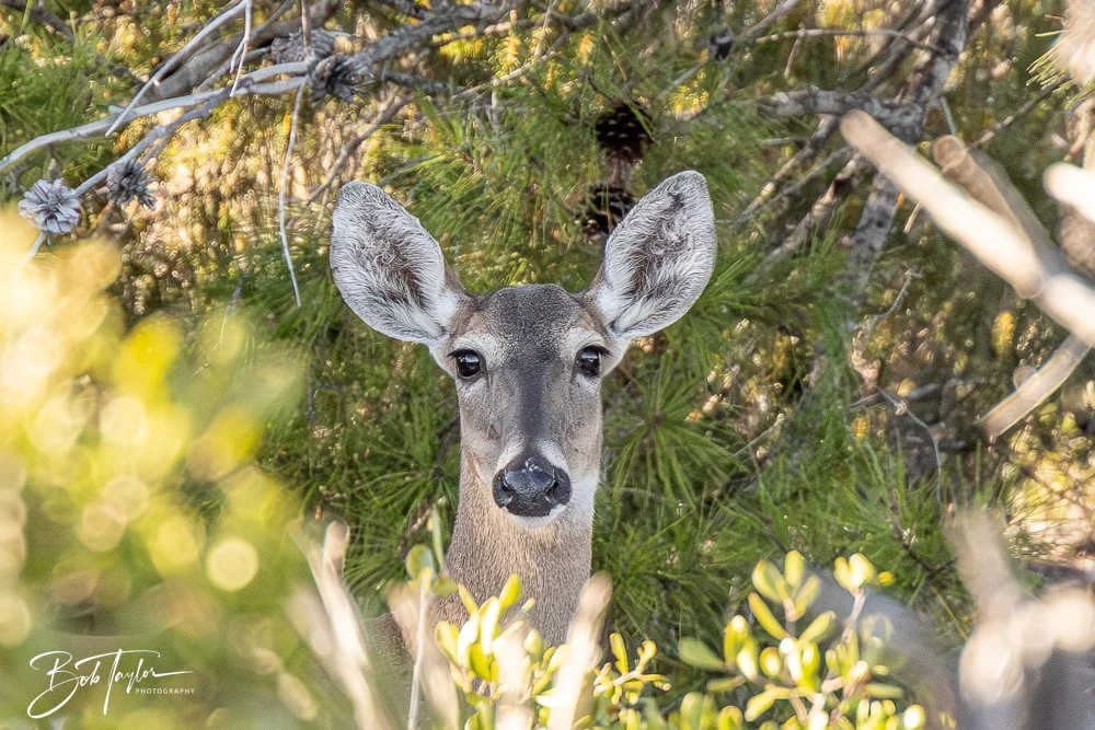 20251114-Cape San Blas All -218.jpg