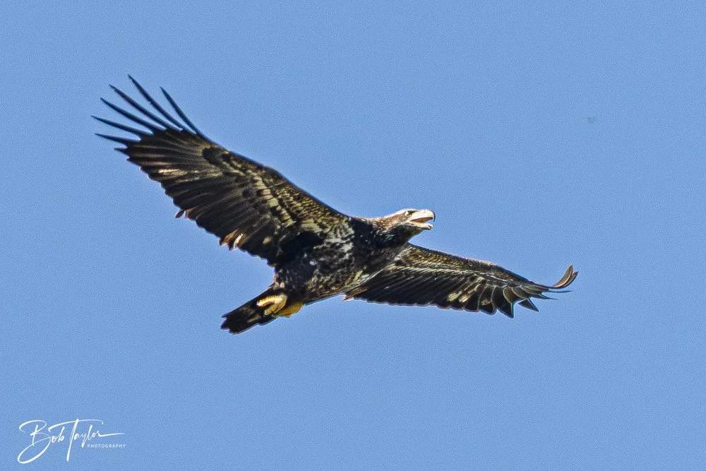 20251114-Cape San Blas All -193.jpg