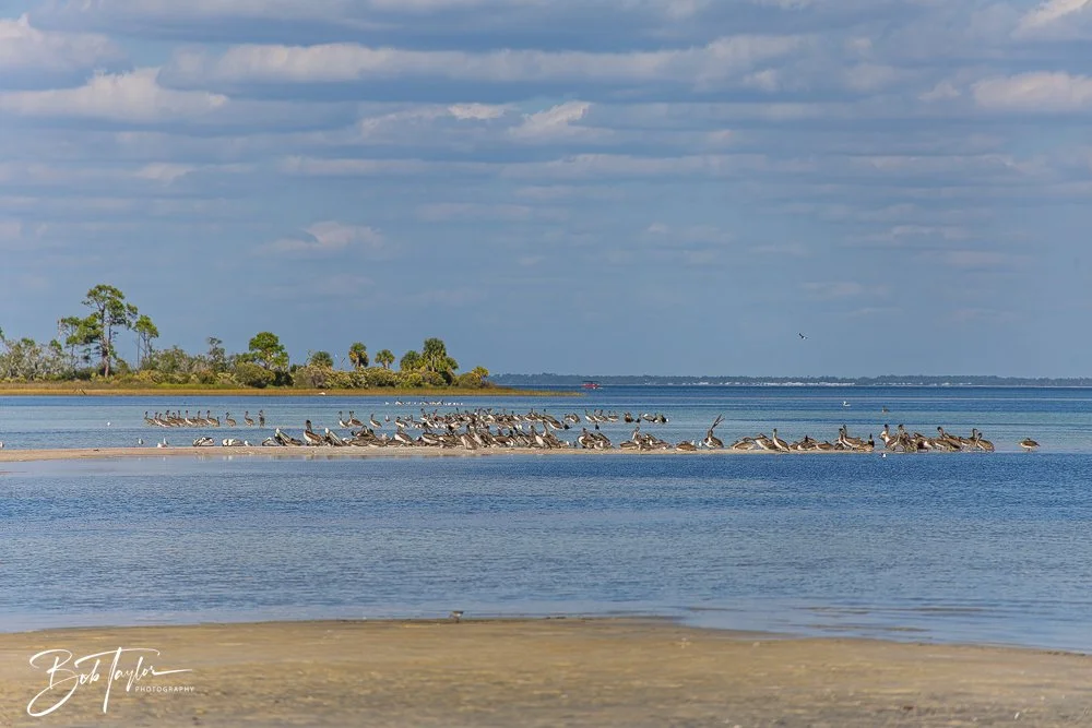 20251113-Cape San Blas All -152.jpg