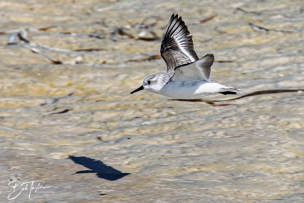 20251113-Cape San Blas All -131.jpg