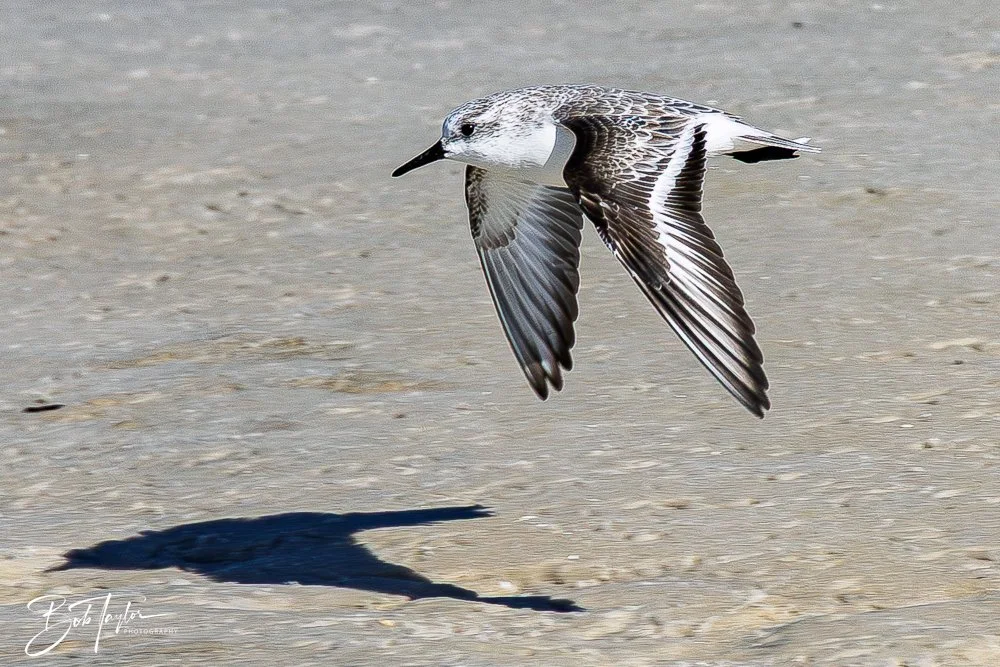 20251113-Cape San Blas All -130.jpg