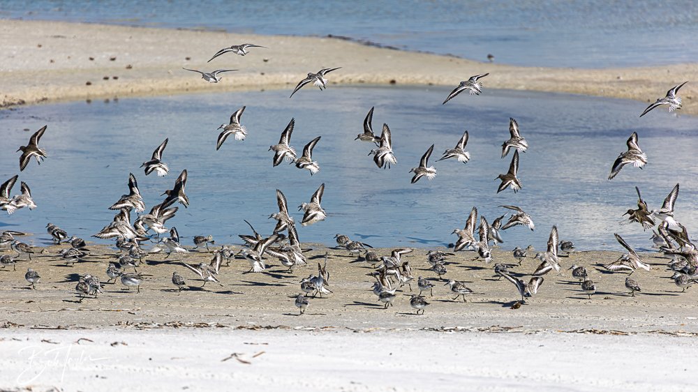 20251113-Cape San Blas All -128.jpg