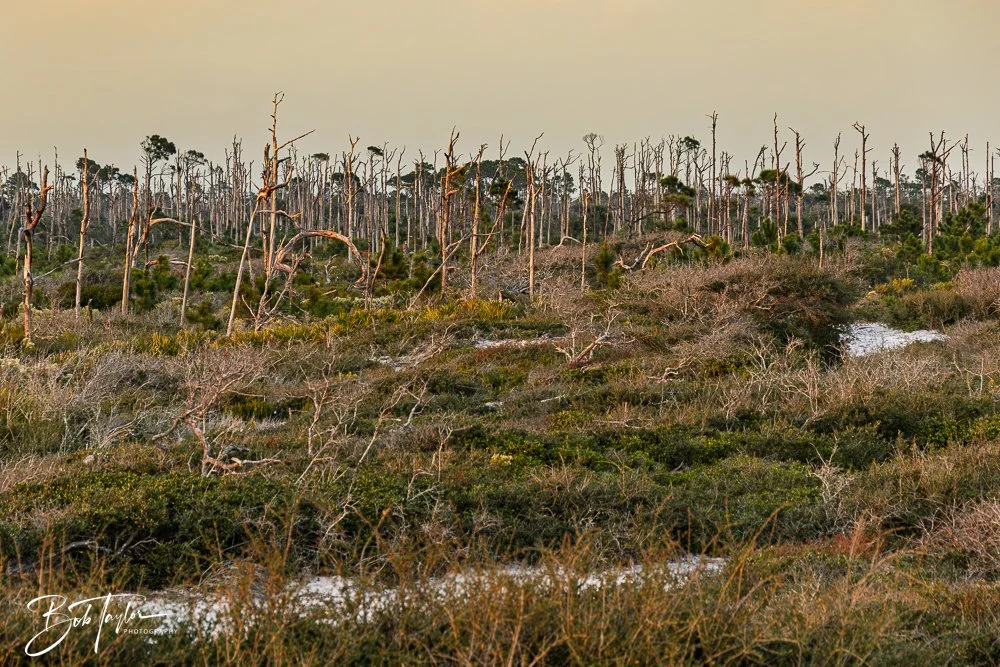 20251109-Cape San Blas All -20.jpg