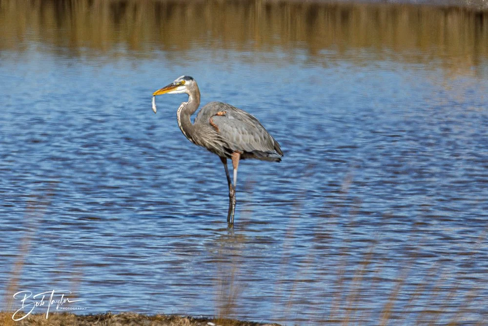 20251111-Cape San Blas All -49.jpg