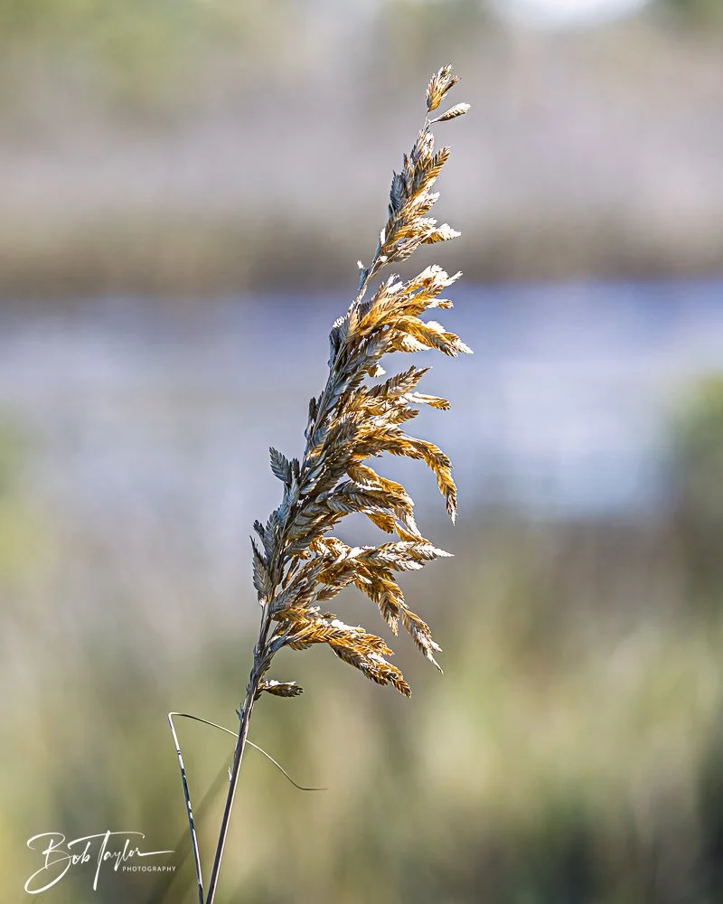 20251111-Cape San Blas All -48.jpg