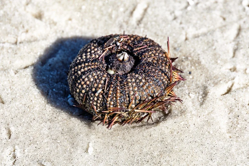 20251113-Cape San Blas All -134.jpg