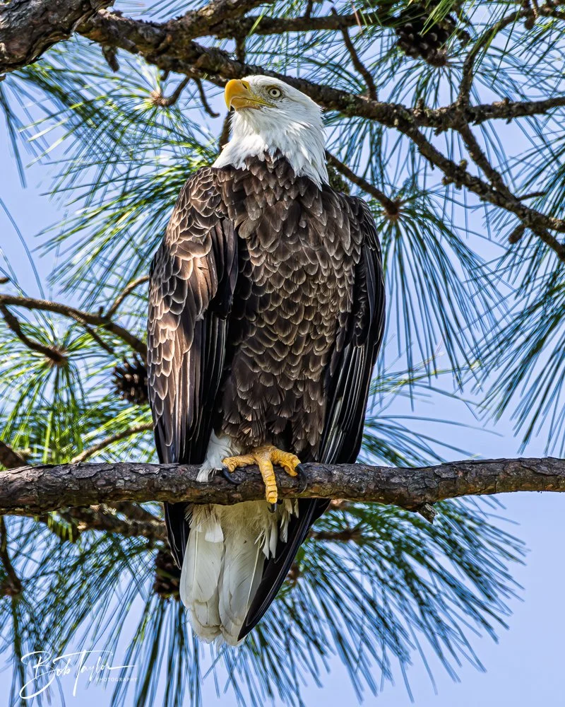 20251114-Cape San Blas All -199.jpg