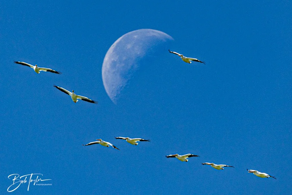 20251112-Cape San Blas All -81.jpg