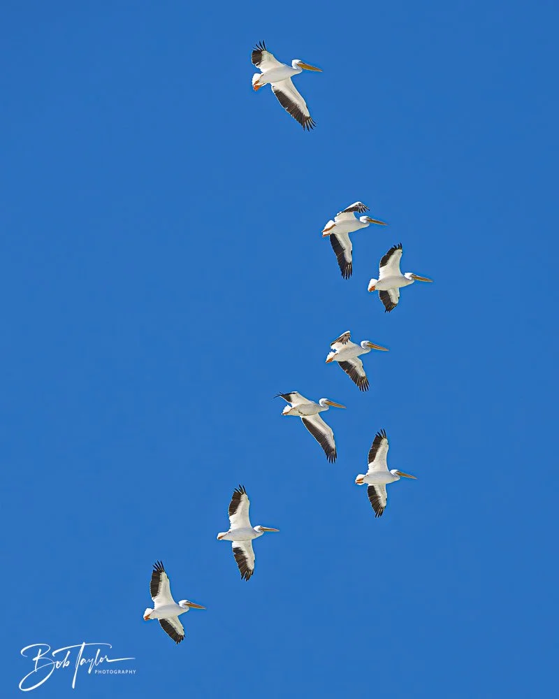 20251112-Cape San Blas All -74.jpg