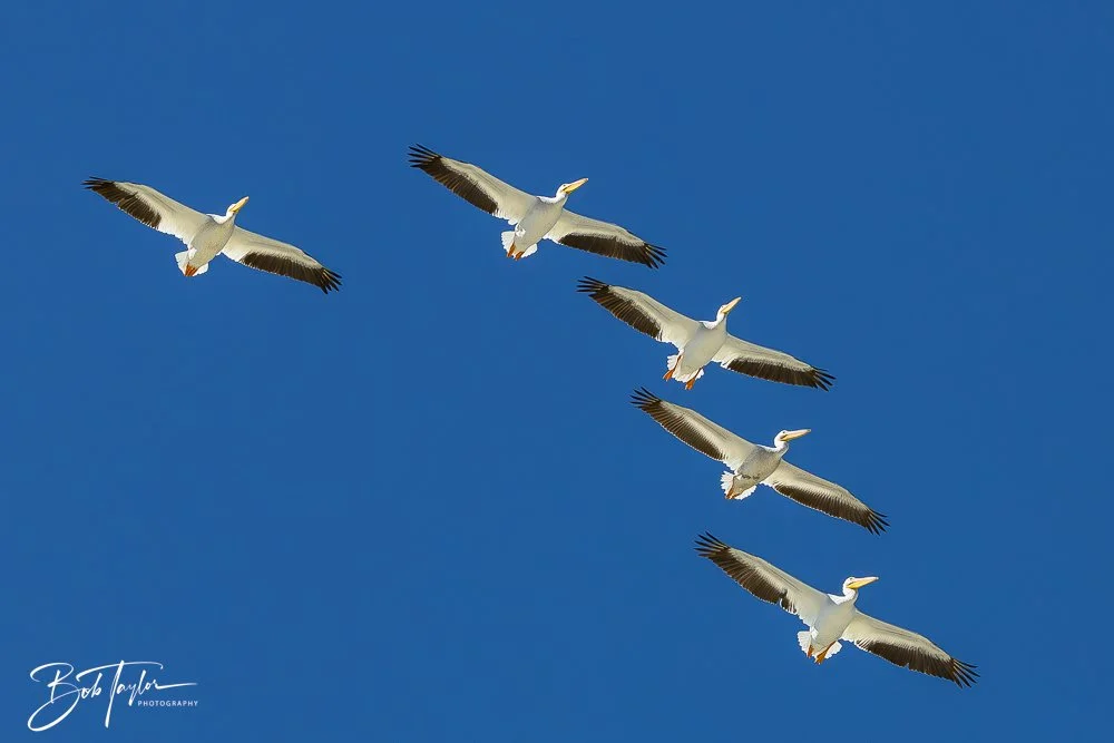 20251112-Cape San Blas All -76.jpg