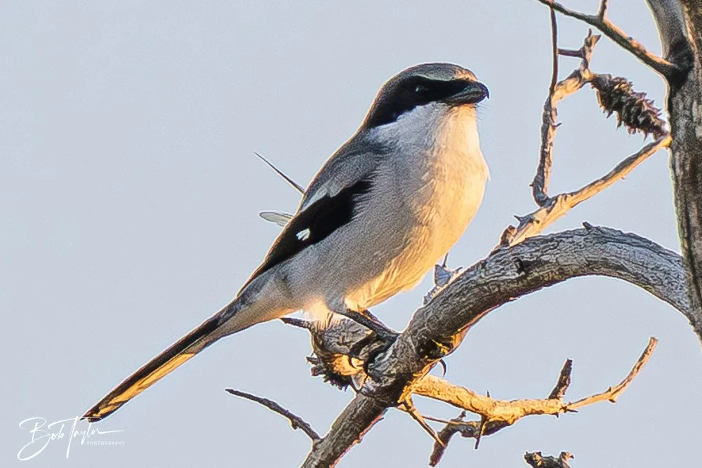 20251114-Cape San Blas All -243.jpg