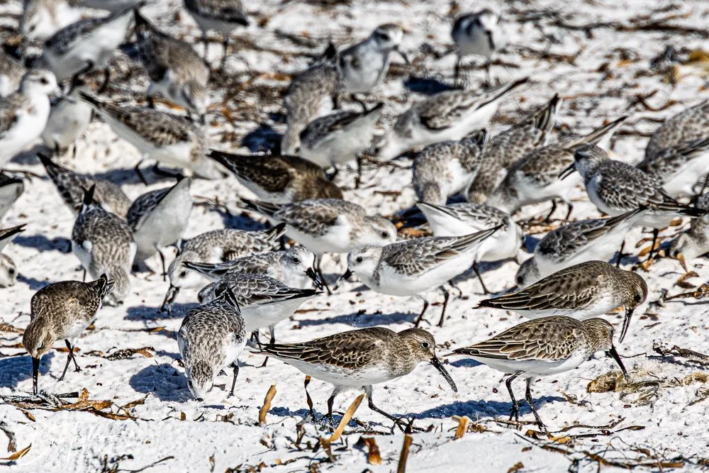 20251113-Cape San Blas All -125.jpg