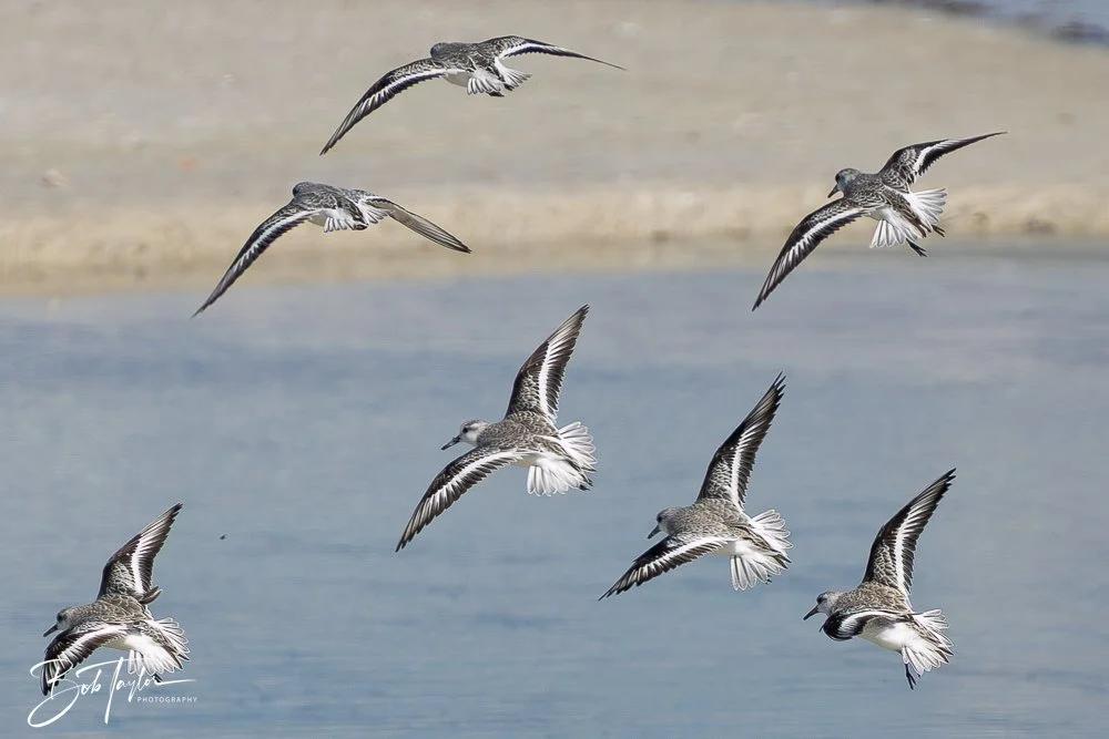 20251113-Cape San Blas All -127.jpg