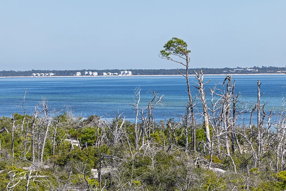 20251112-Cape San Blas All -86.jpg