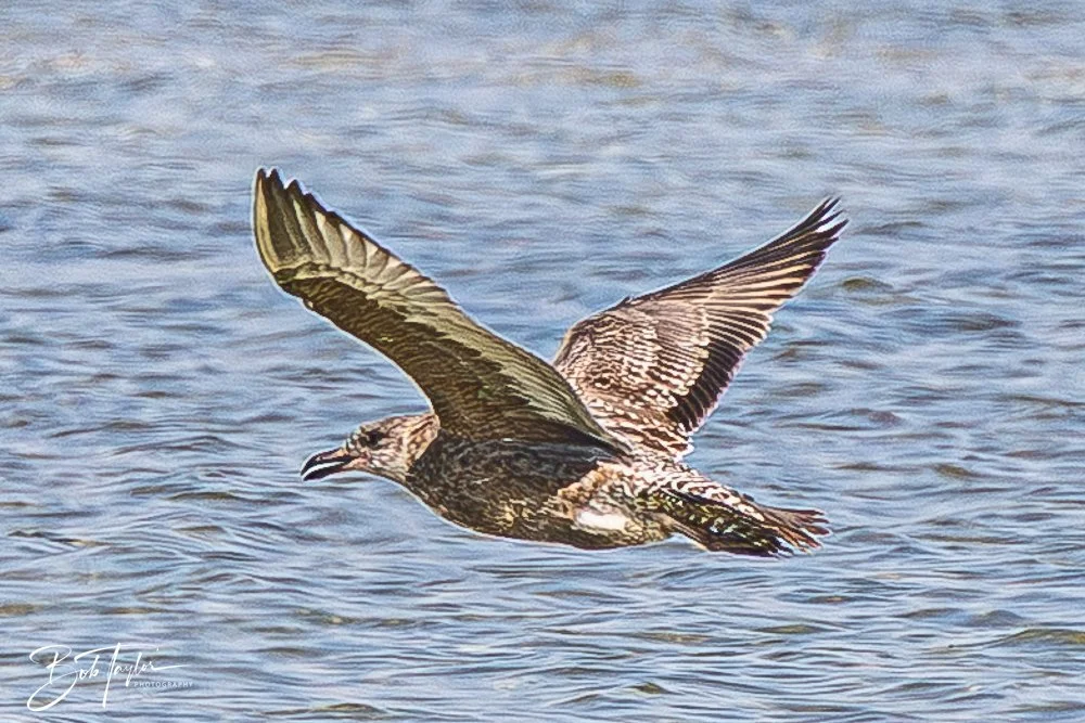20251113-Cape San Blas All -139.jpg