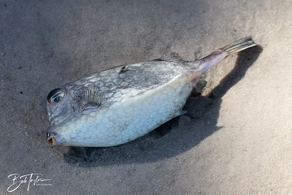 20251114-Cape San Blas All -204.jpg