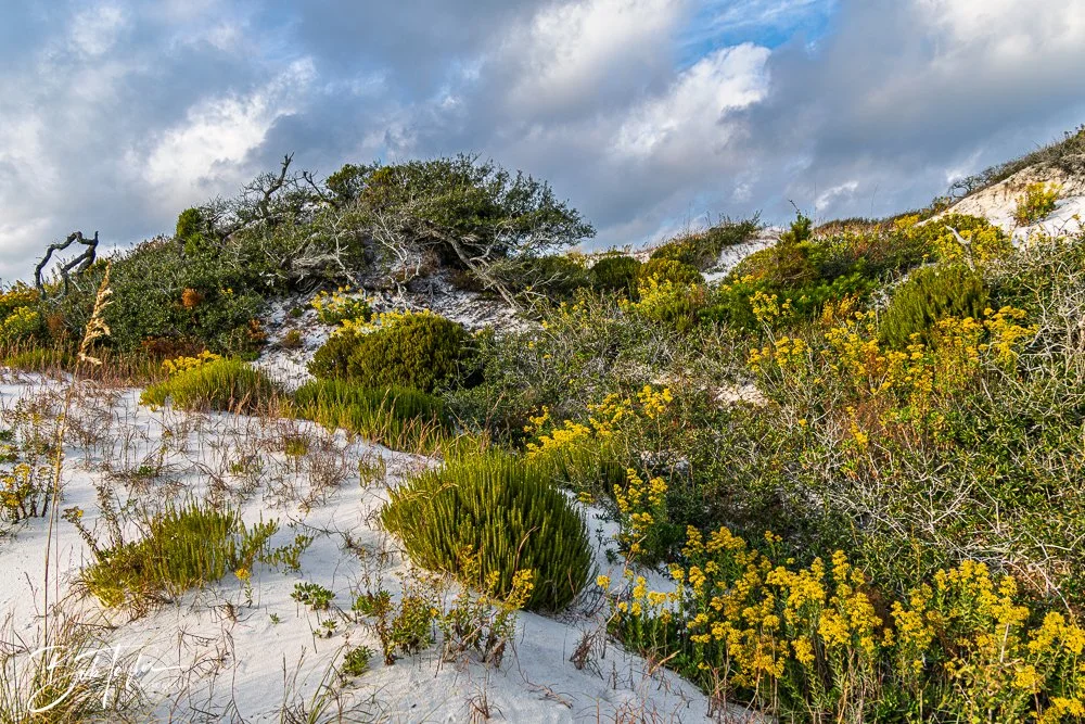20251109-Cape San Blas All -8.jpg