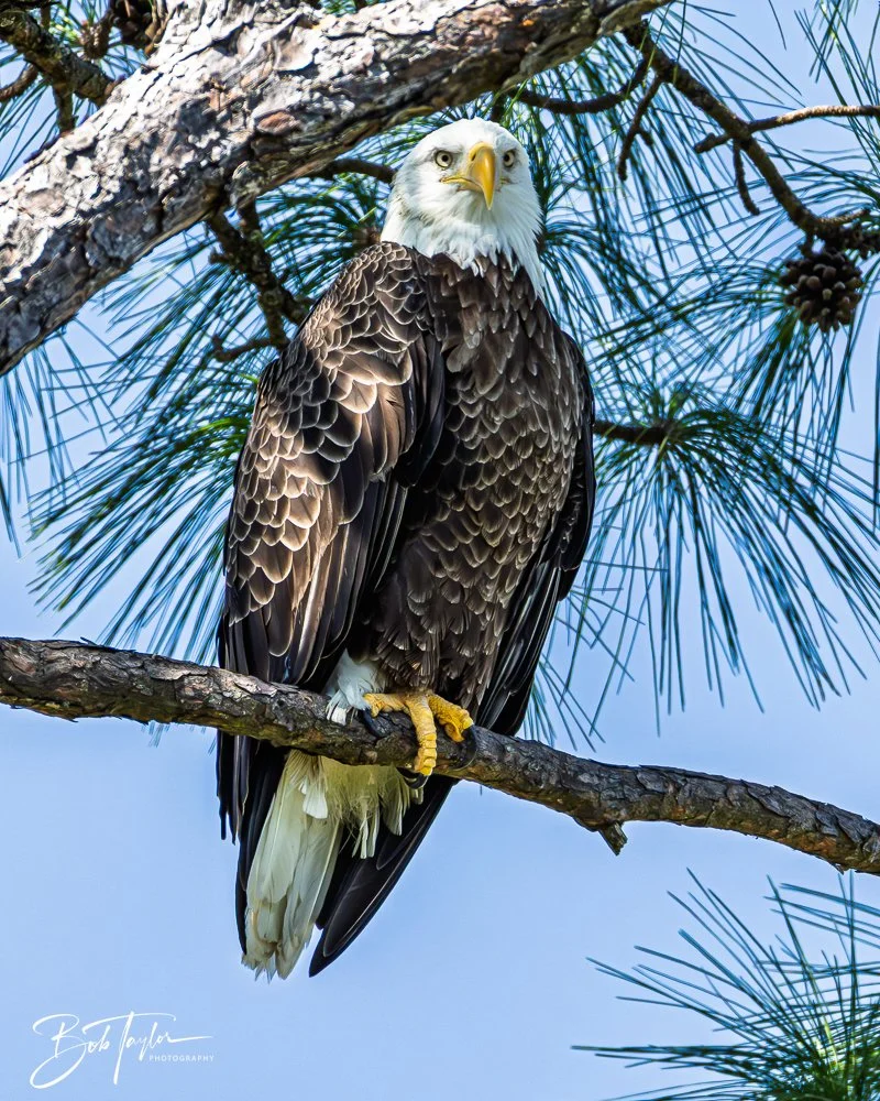20251114-Cape San Blas All -196.jpg