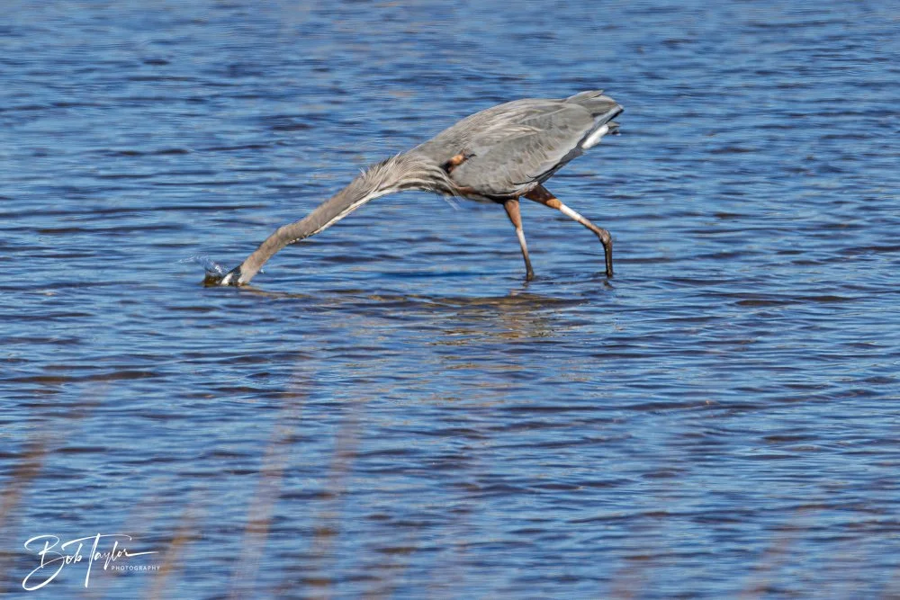20251111-Cape San Blas All -45.jpg