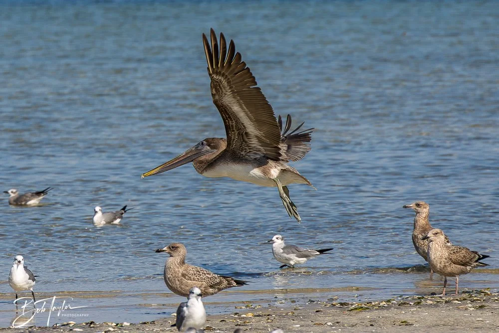 20251113-Cape San Blas All -148.jpg