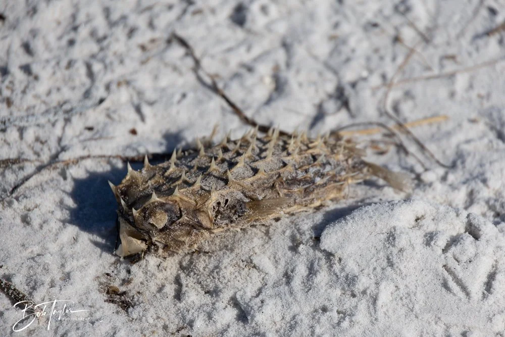 20251113-Cape San Blas All -156.jpg