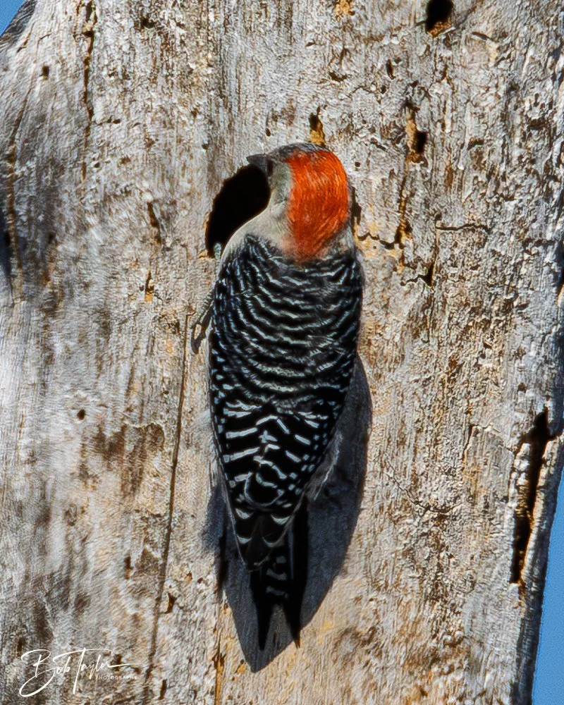 20251114-Cape San Blas All -182.jpg