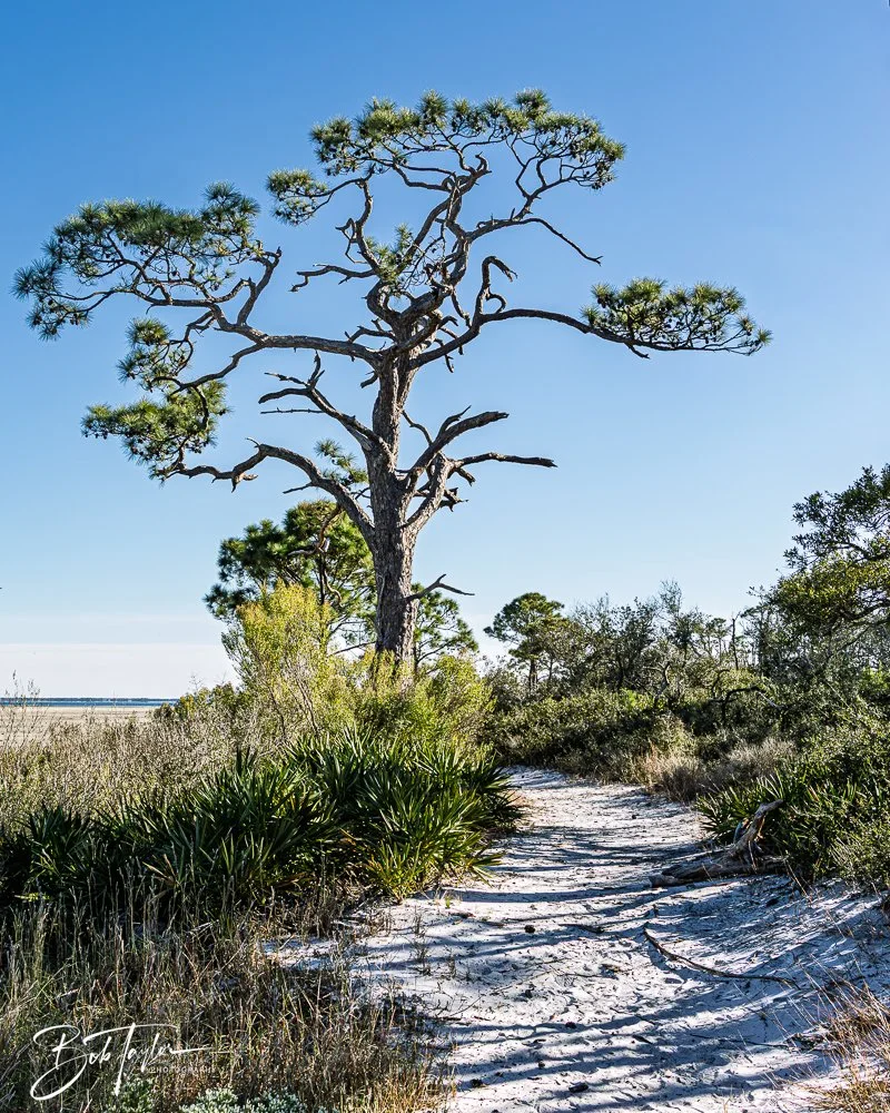 20251111-Cape San Blas All -56.jpg