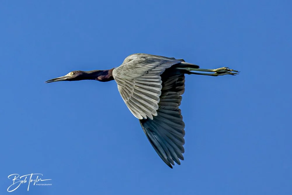 20241201-SASP 12-01-24 -50.jpeg