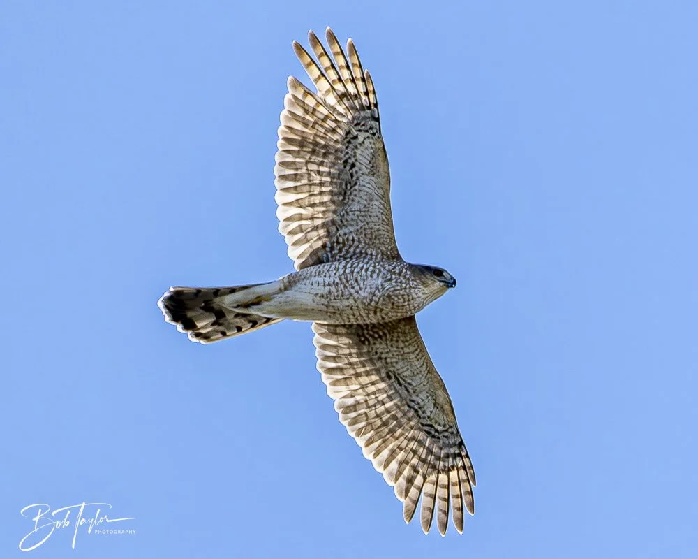 20241201-SASP 12-01-24 -17.jpeg