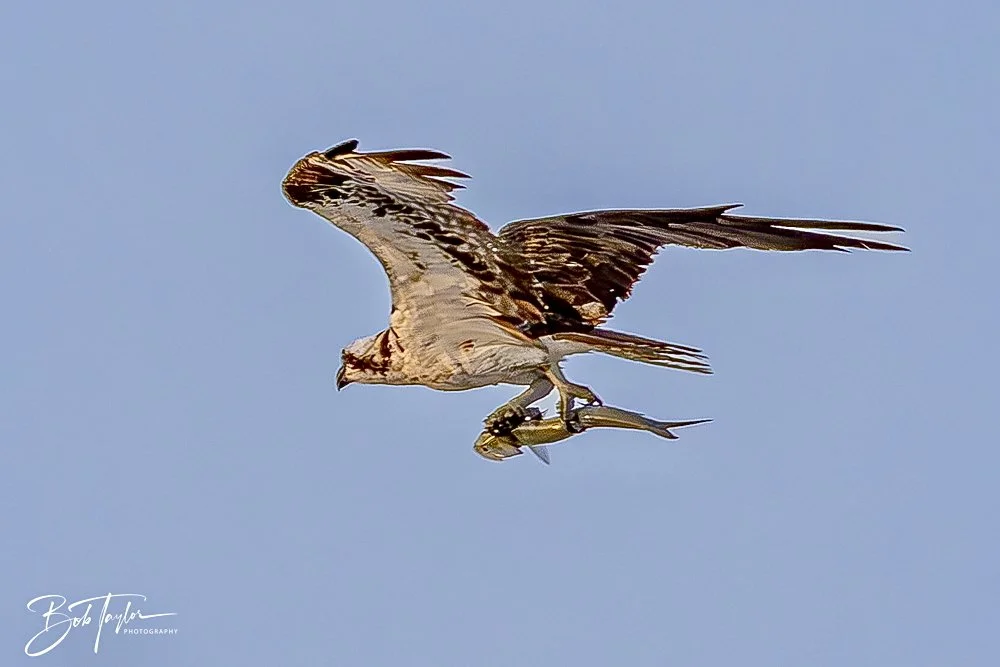 20240813-SASP Sunset at Pier -27.jpeg