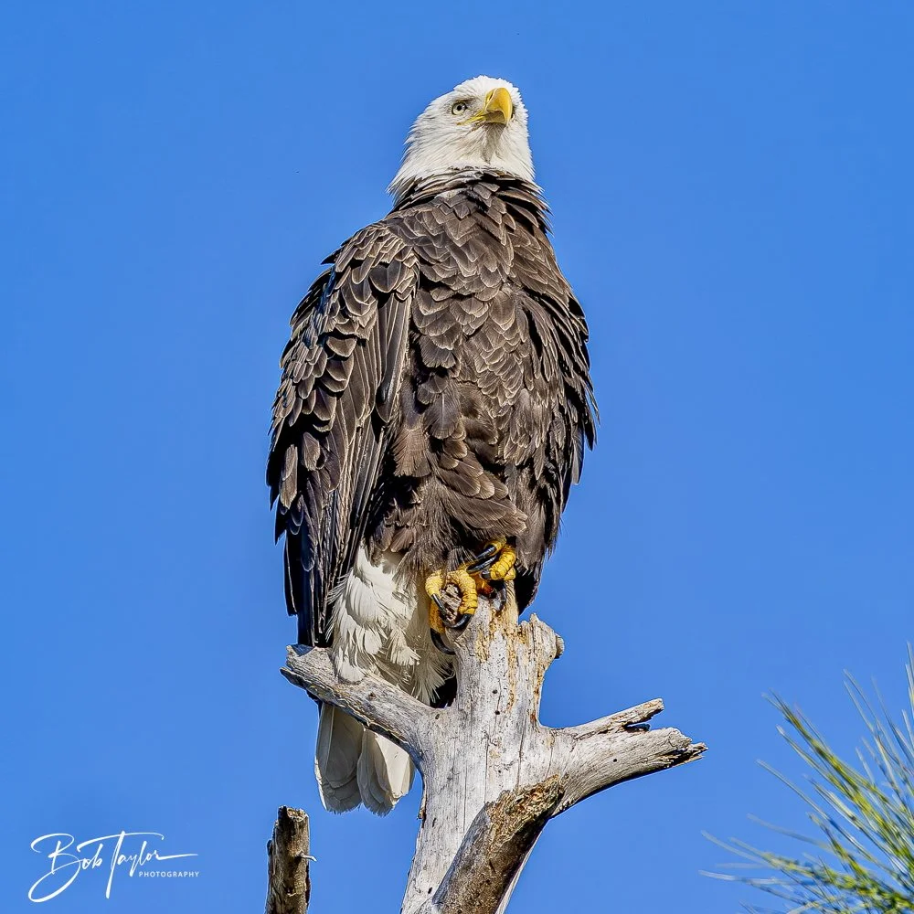 20241201-SASP 12-01-24 -30.jpeg