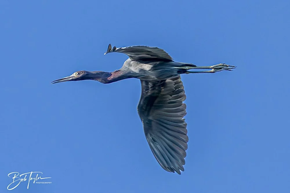 20241201-SASP 12-01-24 -51.jpeg