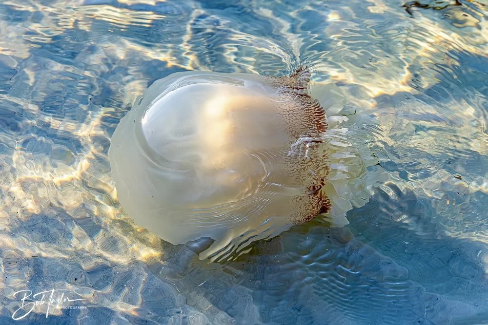 20241229-12-29-24 SASP -7.jpeg