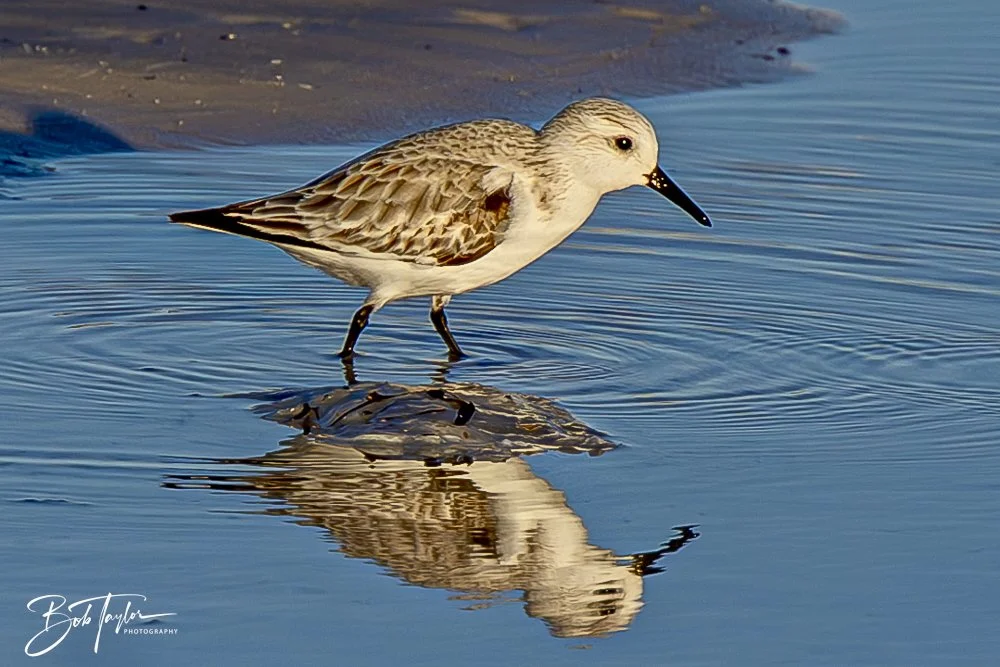 20241229-12-29-24 SASP -8.jpeg