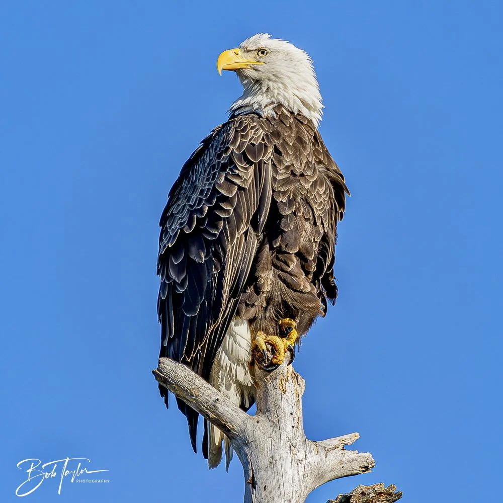 20241201-SASP 12-01-24 -19.jpeg