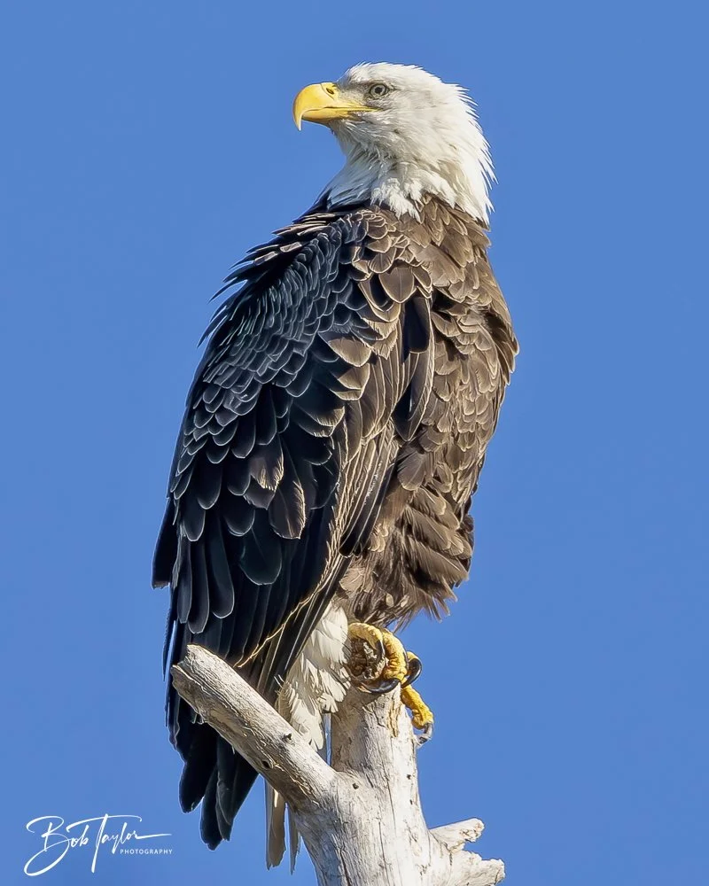 20241201-SASP 12-01-24 -10.jpeg