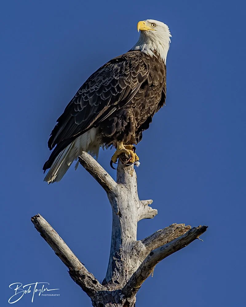 20241201-SASP 12-01-24 -35.jpeg