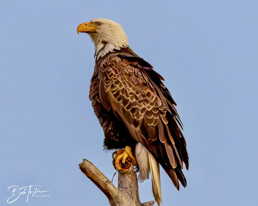 20241220-SASP Sunset -13.jpeg