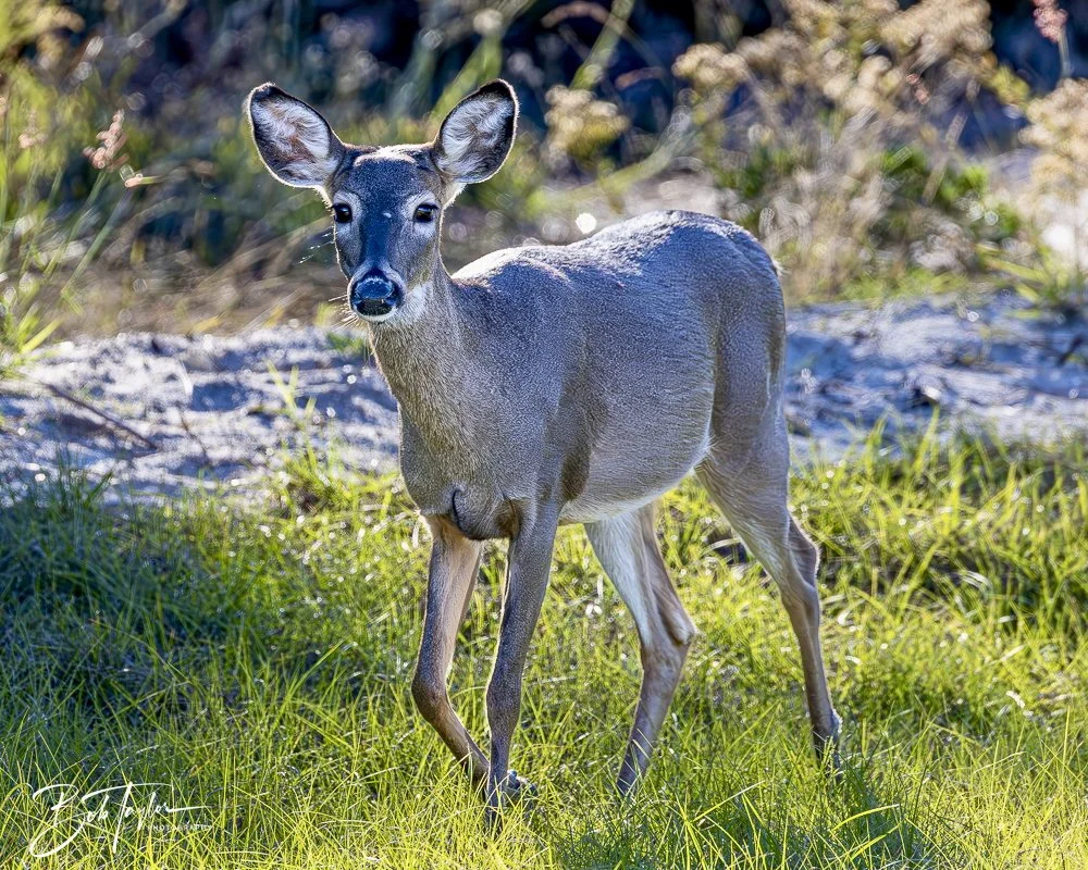 20241201-SASP 12-01-24 -22.jpeg