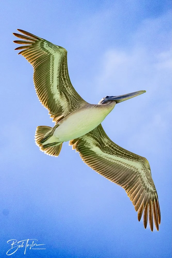 20240823-08-23-24 SASP -50.jpeg